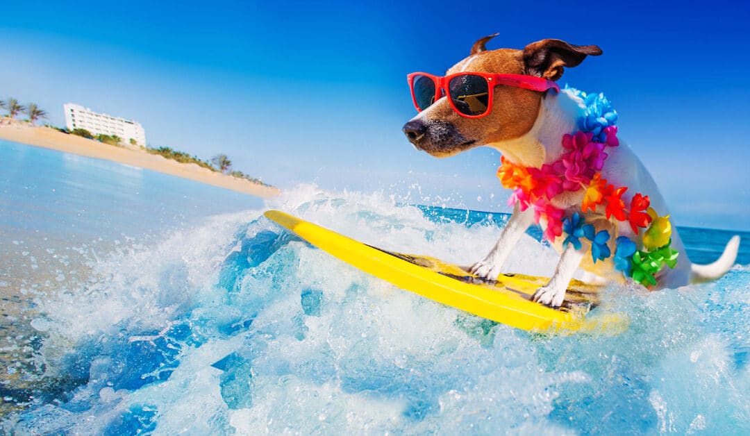 Beachin’, Cruisin’, or Just Restin’?