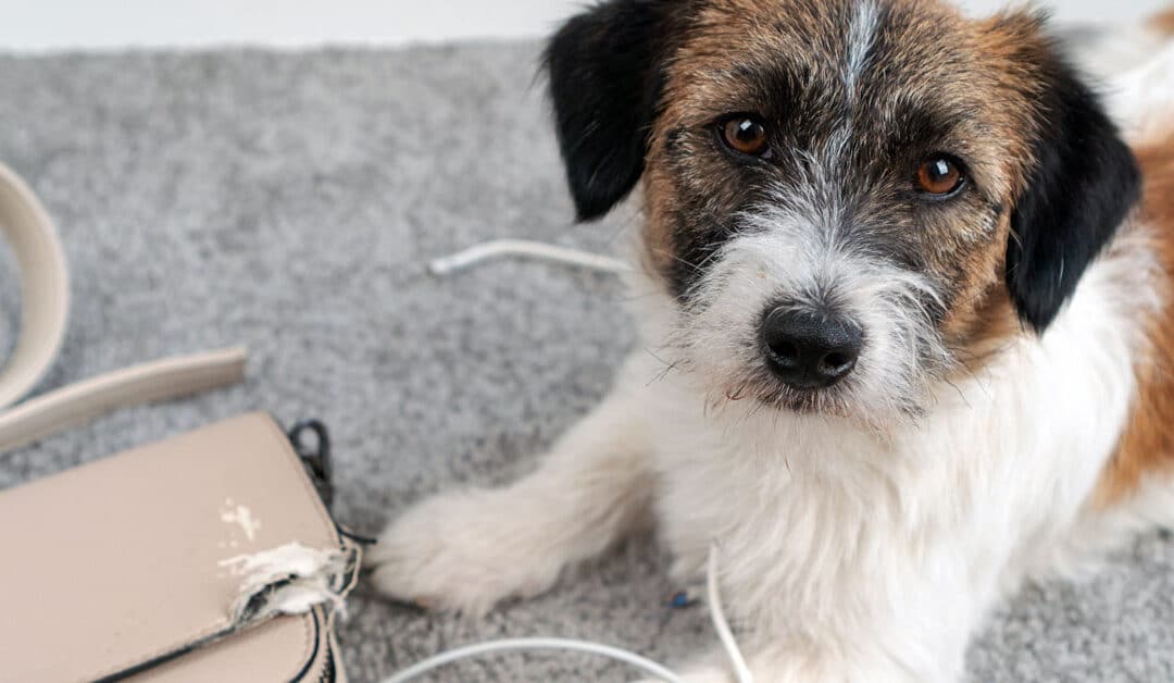 Don’t Let Your Dog Take A Bite Out of Your Wallet!